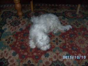 Vind urgent catelusa bichon maltez