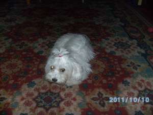 Vind urgent catelusa bichon maltez