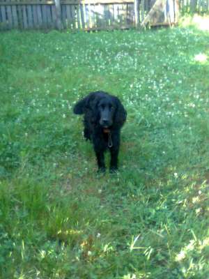 VAND COCKER SPANIEL SUPERB CULOARE NAEGRA