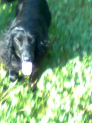 VAND COCKER SPANIEL SUPERB CULOARE NAEGRA