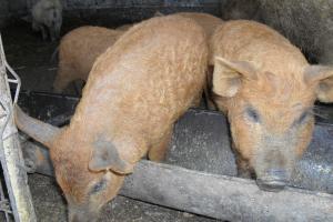 Purcei mangalita rasa pura.