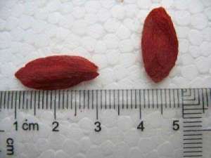 Goji superfructul din Tibet