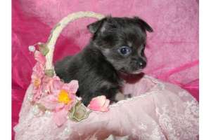 Chihuahua pui de c�ine