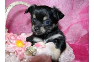 Chihuahua pui de c�ine