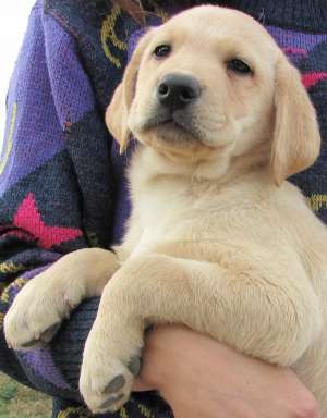 Pui Labrador Retriever de vanzare