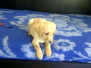 Labrador Retriever,  auriu,  mascul