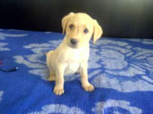 Labrador Retriever,  auriu,  mascul