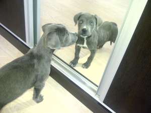 Cane Corso GRI