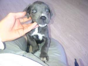 Cane Corso GRI