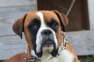 boxer monta