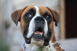 boxer monta