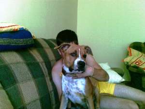 Vand pui Amstaff mascul pedigree 8 luni