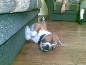 Vand pui Amstaff mascul pedigree 8 luni