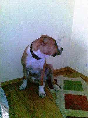 Vand pui Amstaff mascul pedigree 8 luni