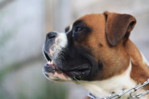 boxer monta