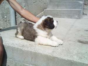 Pui superbi de saint bernard de vanzare