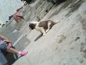 Pui superbi de saint bernard de vanzare