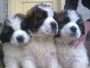 Pui superbi de saint bernard de vanzare