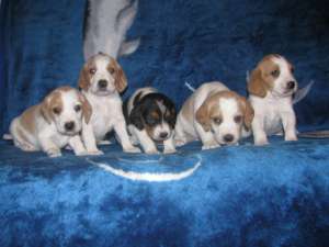 Beagle