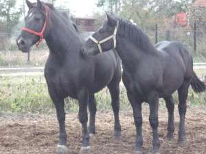 vand manz negru deosebit