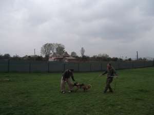 Scoala  de dresaj Canin Atomic Dogs RM.VALCEA