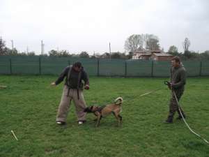 Scoala  de dresaj Canin Atomic Dogs RM.VALCEA