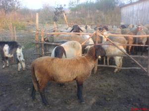 vand oi carabase