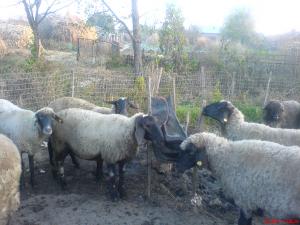vand oi carabase
