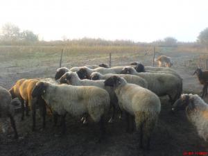 vand oi carabase