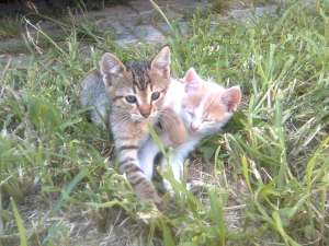 OFER SPRE ADOPTIE