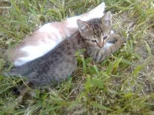 OFER SPRE ADOPTIE