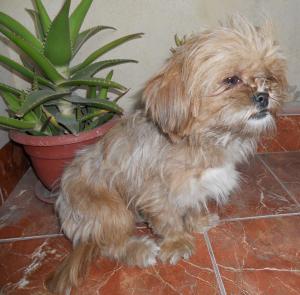 Vand bichon femela superba