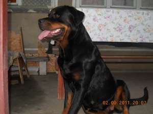 vand puii de ROTTWEILER