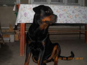 vand puii de ROTTWEILER
