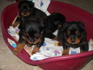 vand puii de ROTTWEILER