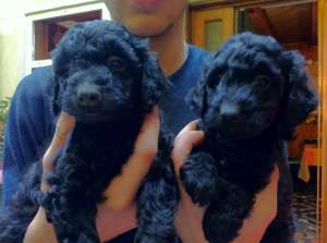 vand pui caniche