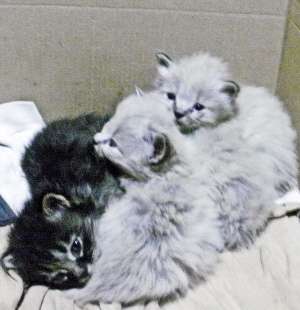 Pisicute  Ragdoll