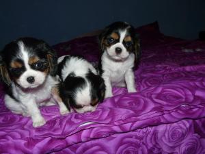 VAND PUI DE CAINE CAVALIER KING CHRLES