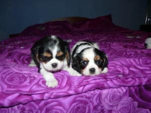 VAND PUI DE CAINE CAVALIER KING CHRLES