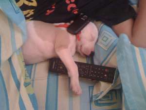 catei de vanzarerasa amstaff