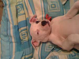 catei de vanzarerasa amstaff