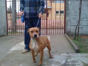 catei de vanzarerasa amstaff
