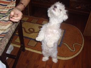 imperechere bichon maltez
