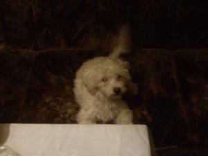 imperechere bichon maltez
