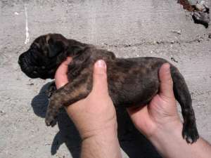VND PUII DOGO/PRESA CANARIO