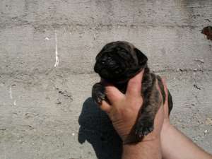 VND PUII DOGO/PRESA CANARIO