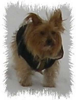 yorshire terrier