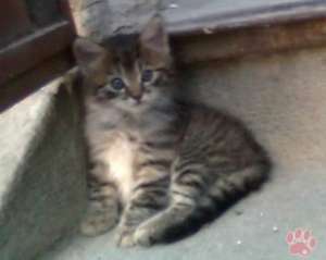 Donez 3 pisici,  pui