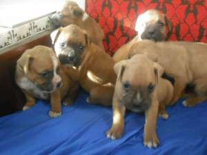 CATEI BOXER GERMAN