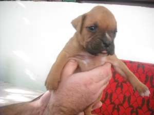 Boxer German